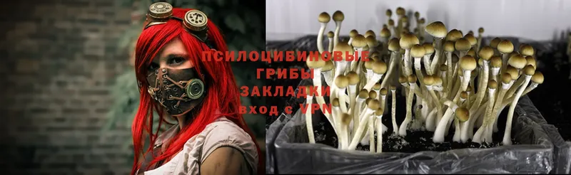 Галлюциногенные грибы Psilocybine cubensis  цены наркотик  Ивантеевка 